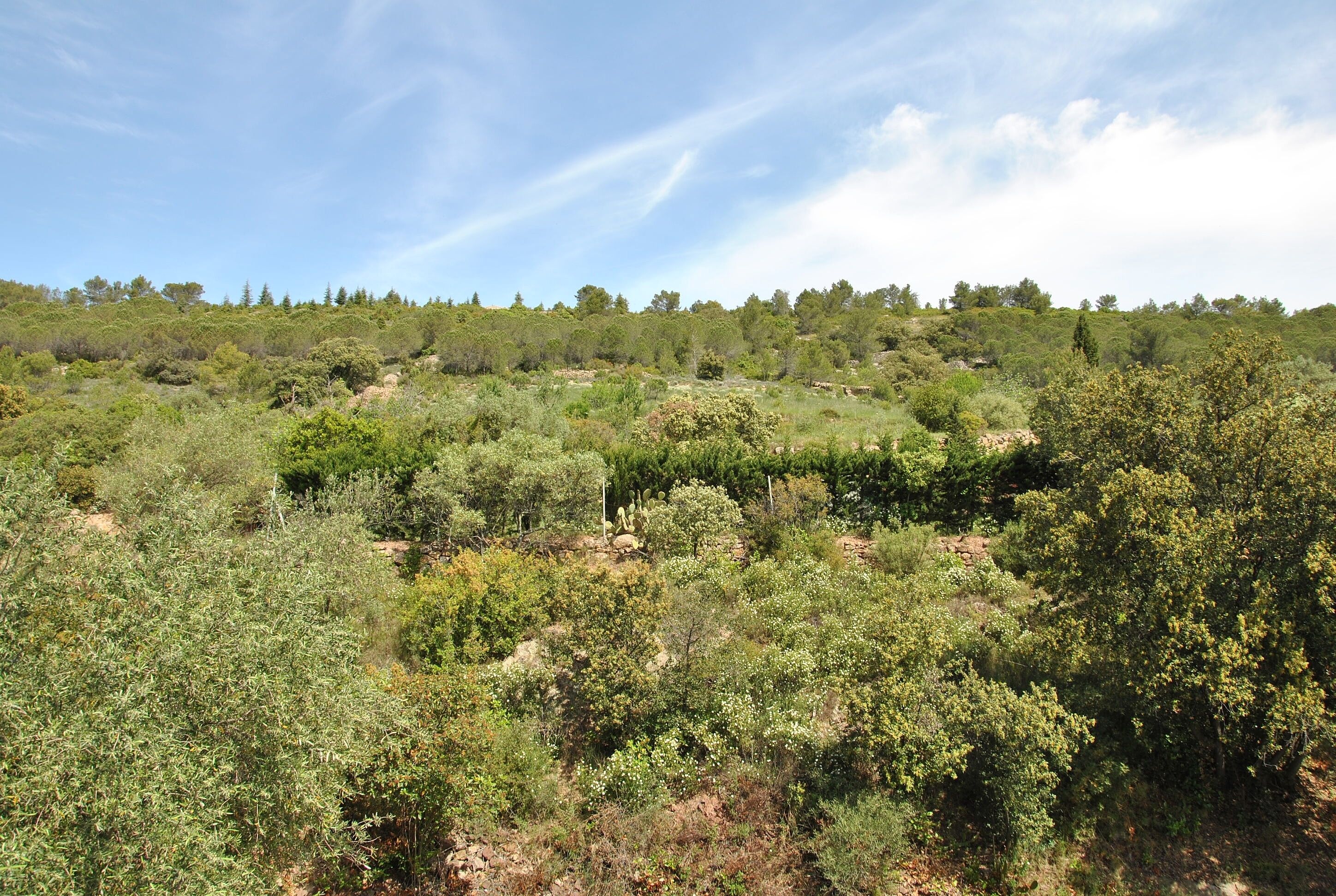 Een natuurlijk landschap met dichte begroeiing en bomen.