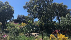 Un jardín con diversas plantas y árboles, incluyendo cactus y arbustos con flores.