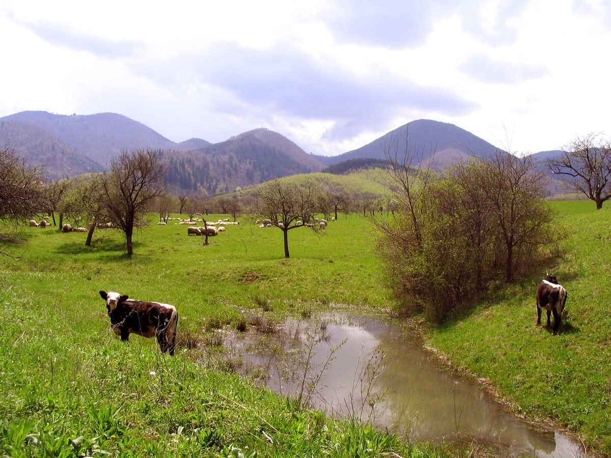Paisaje rural con un arroyo, animales pastando y montañas al fondo.