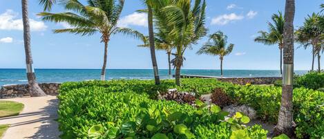 A pathway lined with palm trees and lush greenery, leading to a beach with clear blue water.