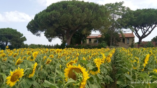 Camp de girassols amb un arbre gran i un edifici al fons.
