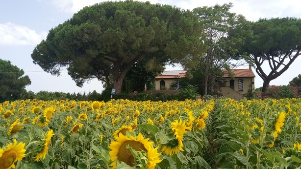 A field of sunflowers with a large tree and a building in the background.