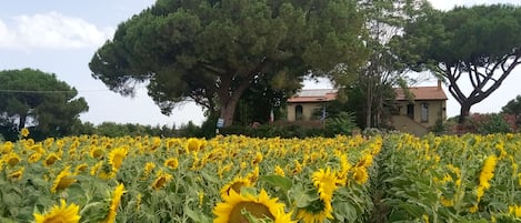 Un campo de girasoles con un árbol grande y un edificio al fondo.