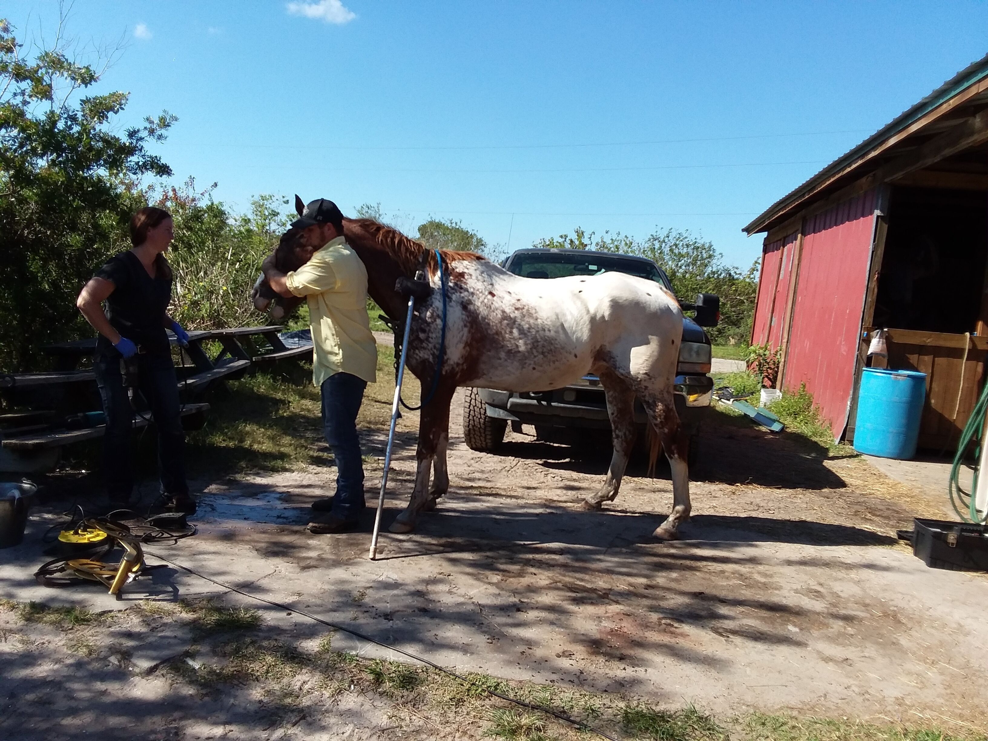 Un cheval est soigné par une personne dans un environnement rural, avec une grange et un véhicule en arrière-plan.