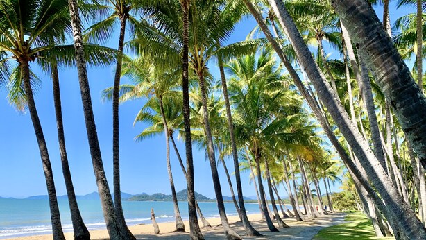 A beach lined with tall palm trees and a stone pathway leading to the water. - Lxry 2 bed Apt-Sea and Mountain View (Palm Cove)