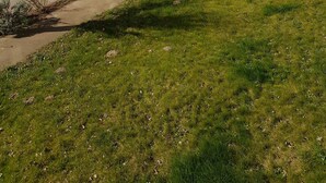 Un camino pavimentado junto a una zona verde con árboles y cielo despejado.