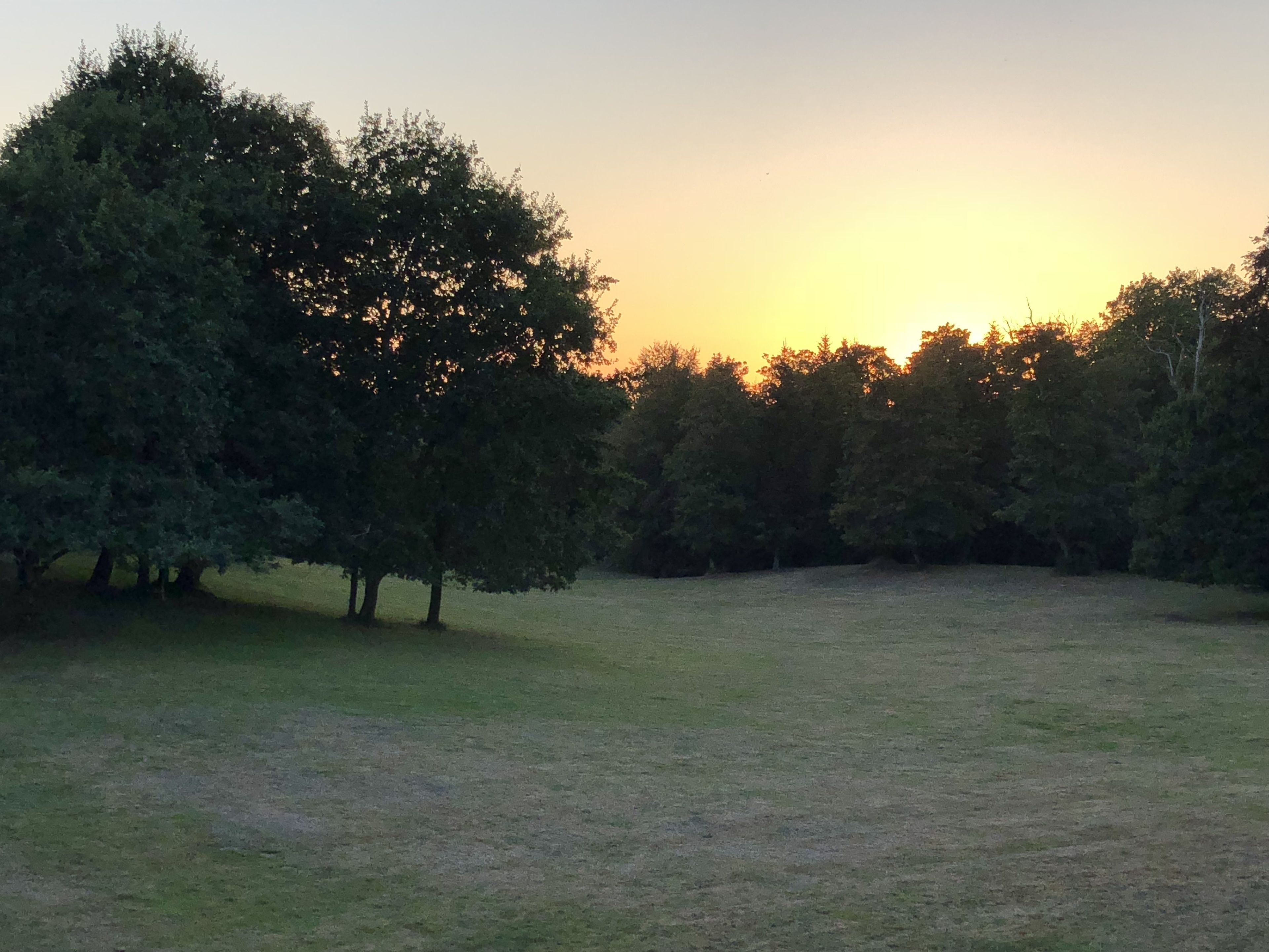 Un champ verdoyant, parsemé d’arbres, avec un coucher de soleil en arrière-plan.