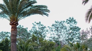 A pathway lined with palm trees and well-maintained bushes, leading to a stone wall.