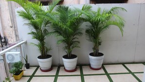 A tiled patio with three potted plants and a white wall. - Stay Inn (Bhopal)