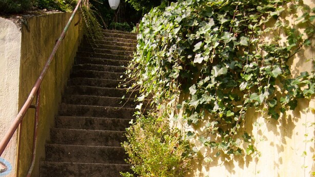 Un escalier en pierre mène à un mur recouvert de lierre.