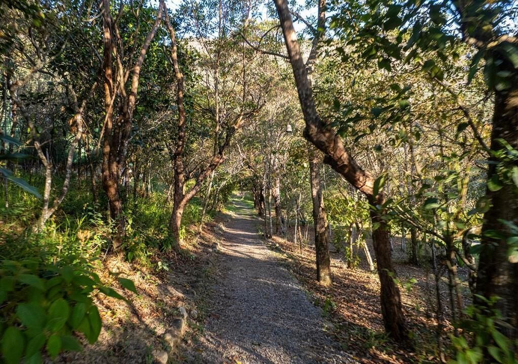 A forested path with trees and a gravel surface.