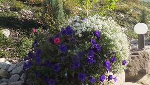 Un jardin aux fleurs violettes et au feuillage blanc, entouré de rochers, avec une maison en arrière-plan.