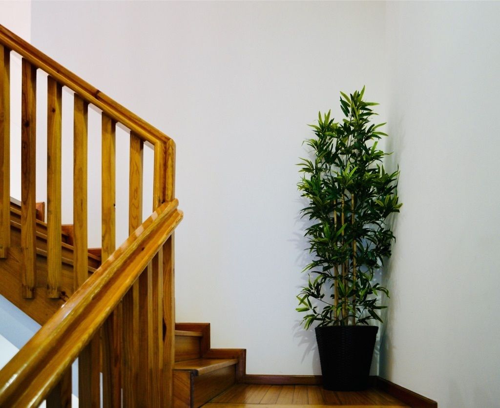 A wooden staircase with a black potted plant beside it.
