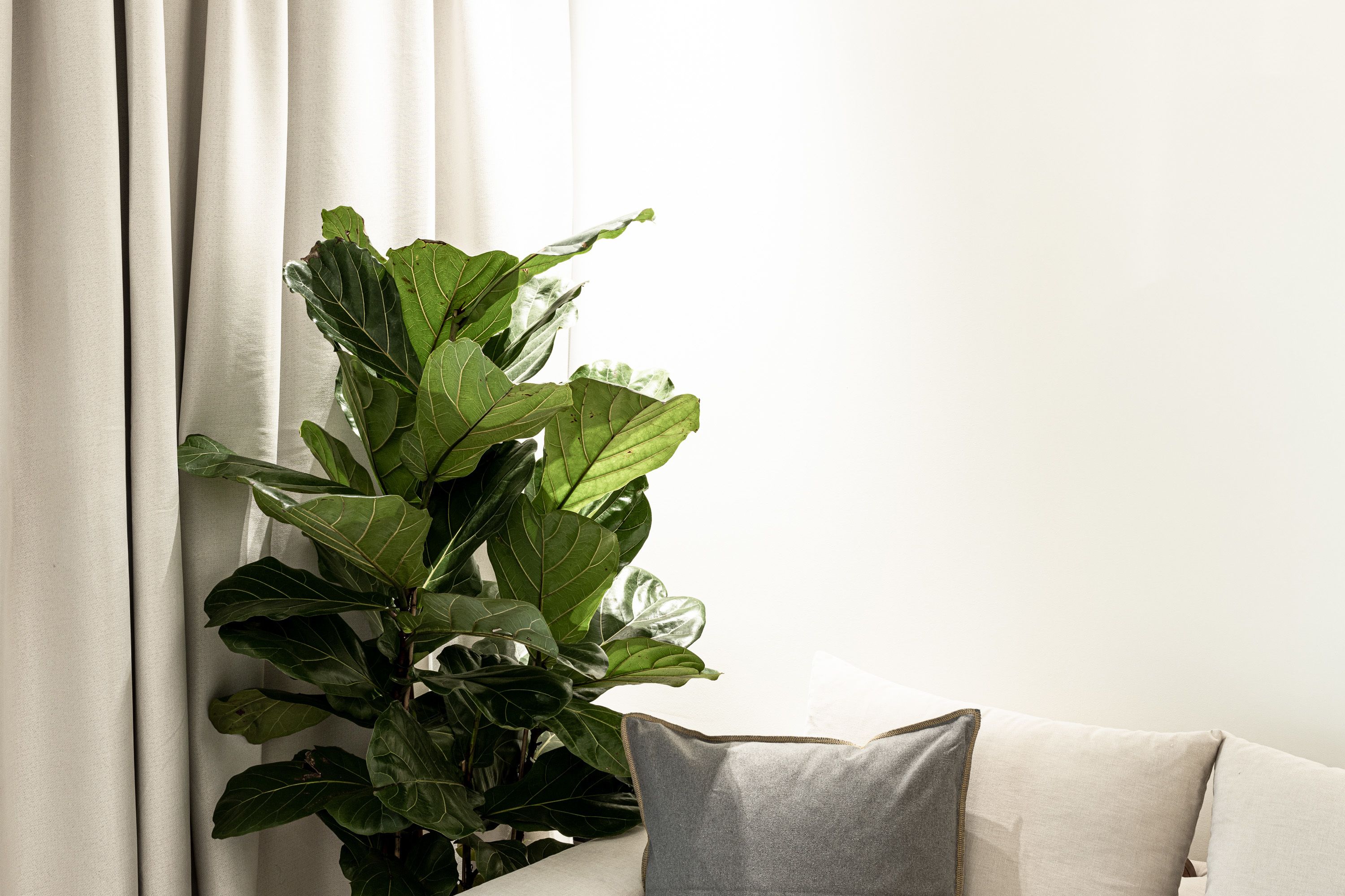 A room with a large green plant, a white curtain, and a grey pillow.