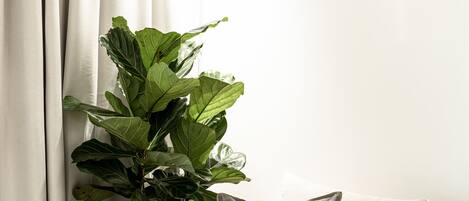 A room with a large green plant, a white curtain, and a grey pillow.