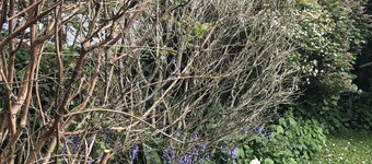 Spring Gardens B&B