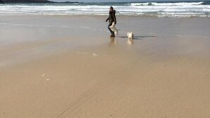 Una playa con una persona y un perro.