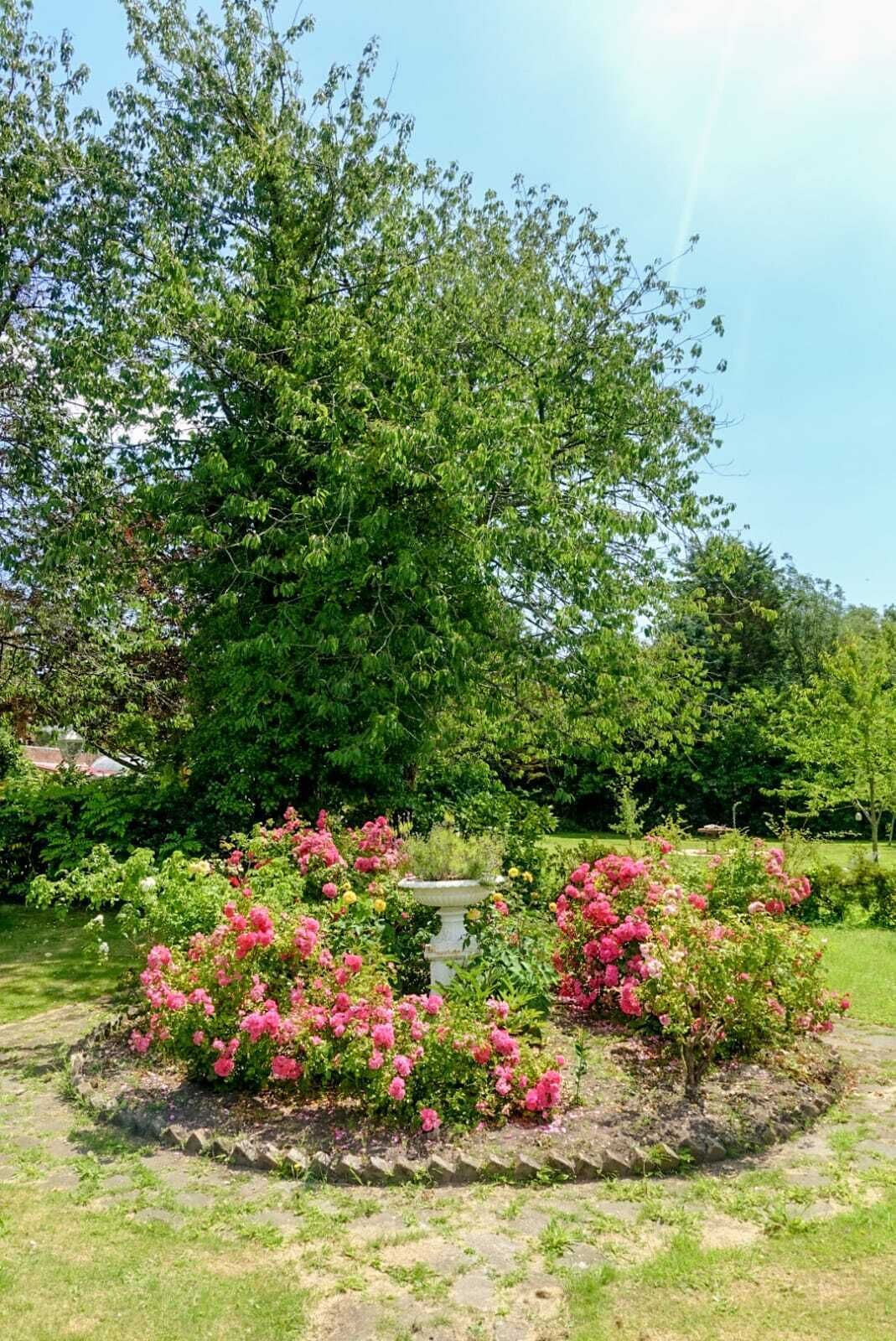 Ein Garten mit einem großen Baum, blühenden Sträuchern und einem Vogelbad.