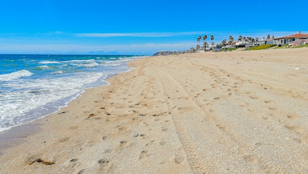 A beach with a clear sky, sandy shore, and palm trees.