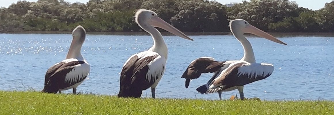 Three pelicans standing on the grass by a body of water.