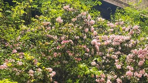 A lush garden with dense foliage and pink flowers, a wooden deck, and a wooden railing.