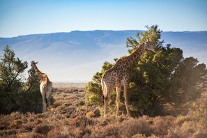 Observação de animais selvagens