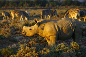 Observação de animais selvagens