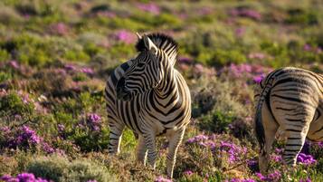 Observação de animais selvagens