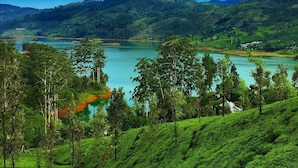 Una exuberante plantación de té con campos escalonados y un lago al fondo.