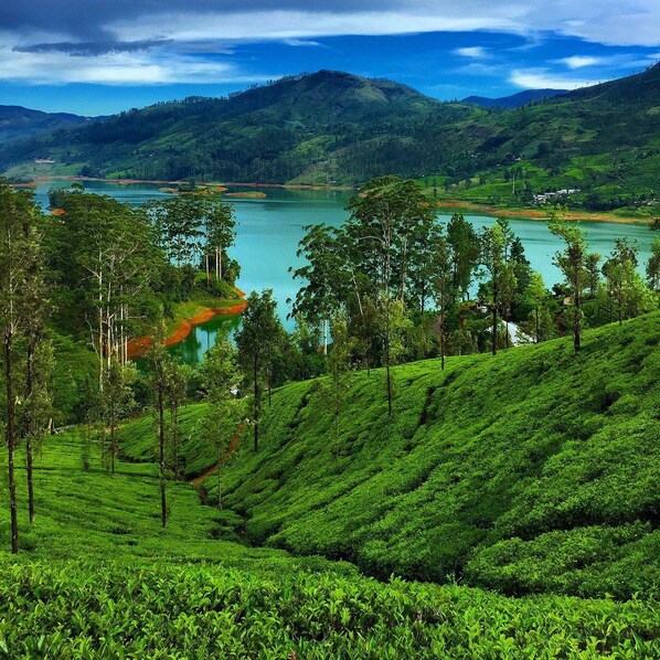 A lush tea plantation with terraced fields and a lake in the background. - Hatton City Stay (Hatton)