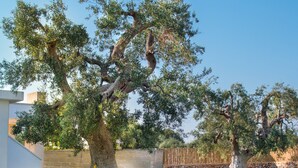 A poolside area with two lounge chairs, a large tree, and a stone wall in the background. - TD Villa Patrizia Pool & Alfresco Kitchen (Monopoli)