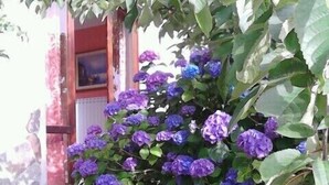 A stone-paved entrance with a plant of purple flowers. - Bed & Breakfast Monti e Mare (Lanusei)