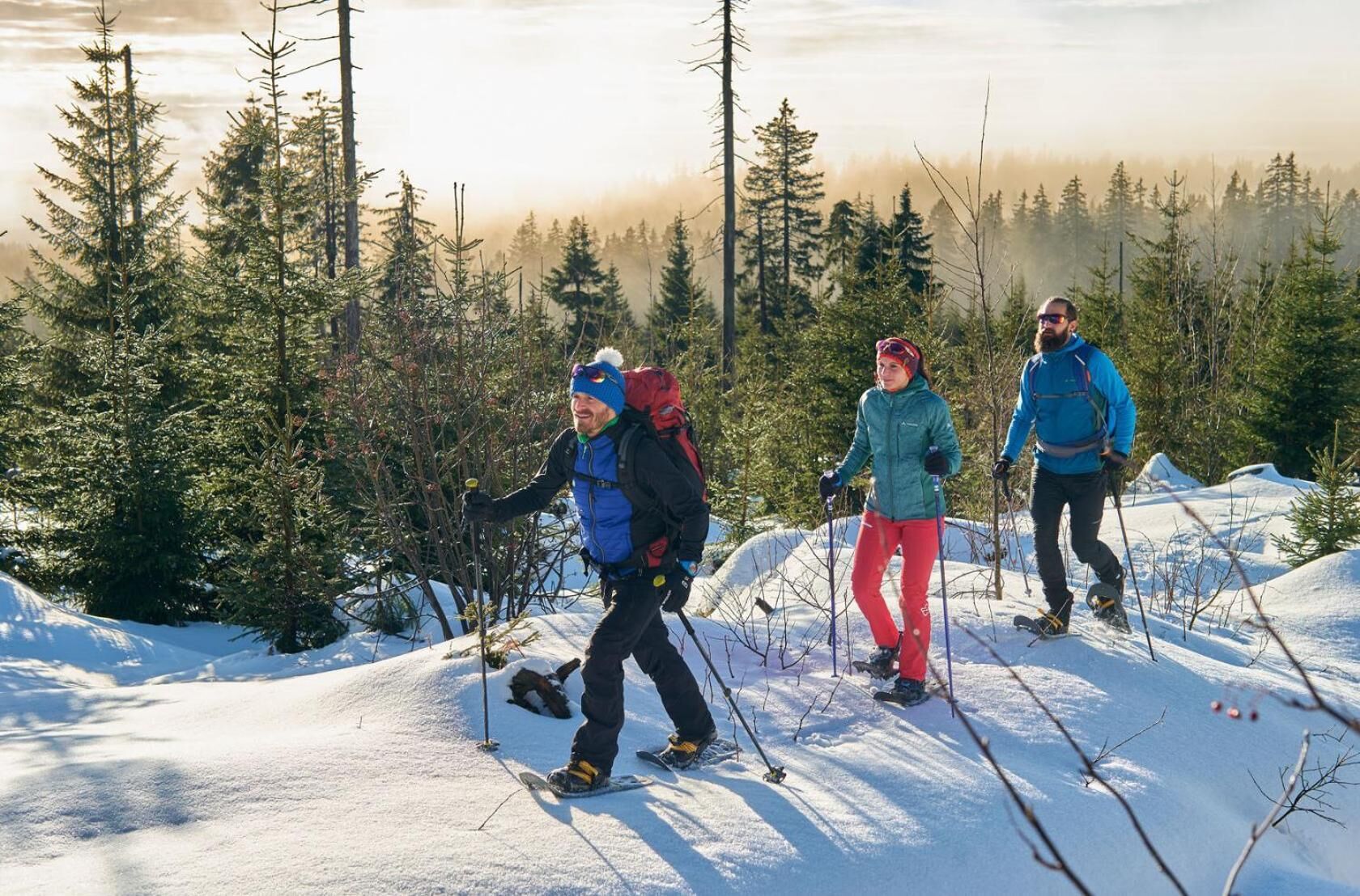Three people cross-country skiing in a snowy forest with tall trees.