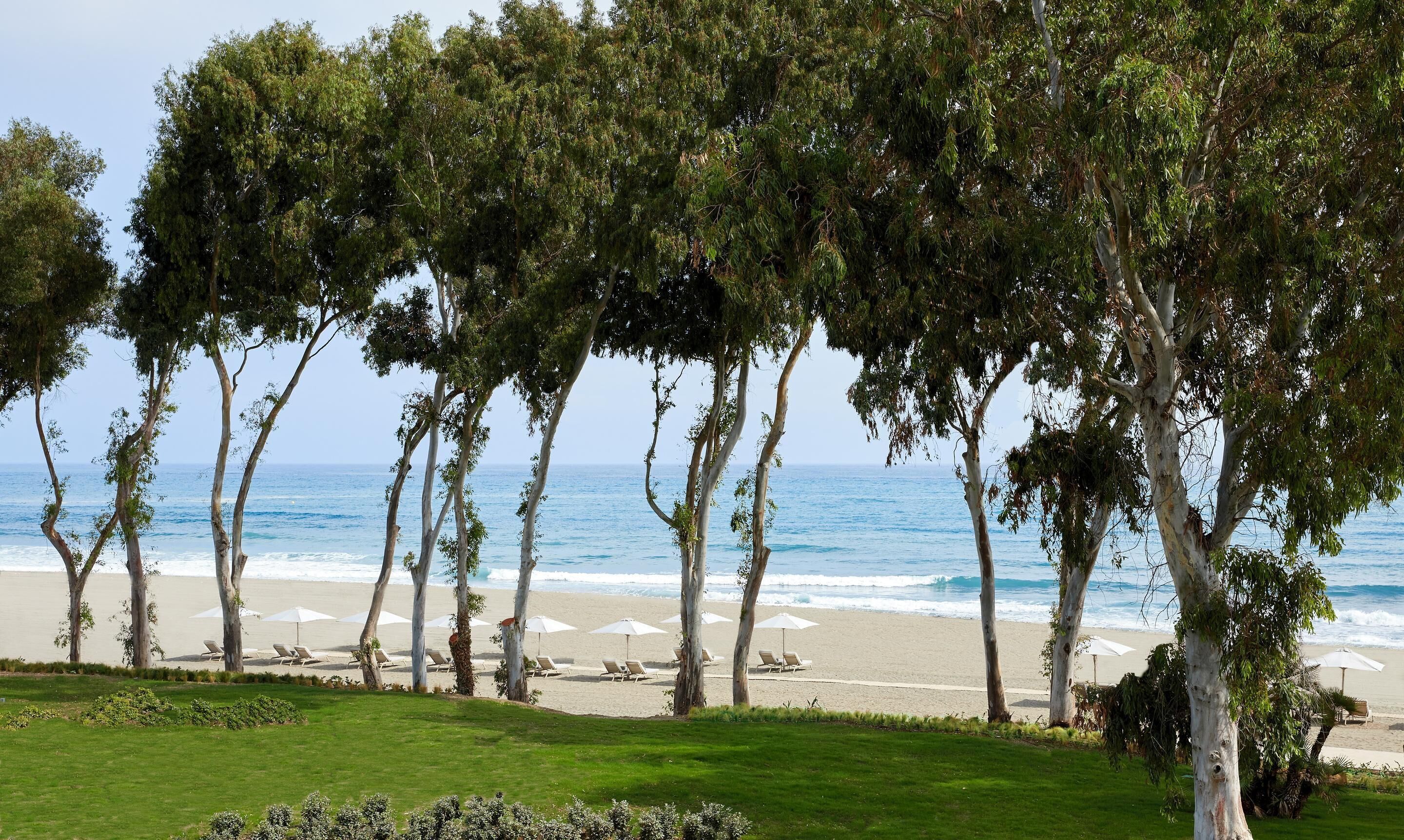 A beach with trees, a sandy shore, and umbrellas.