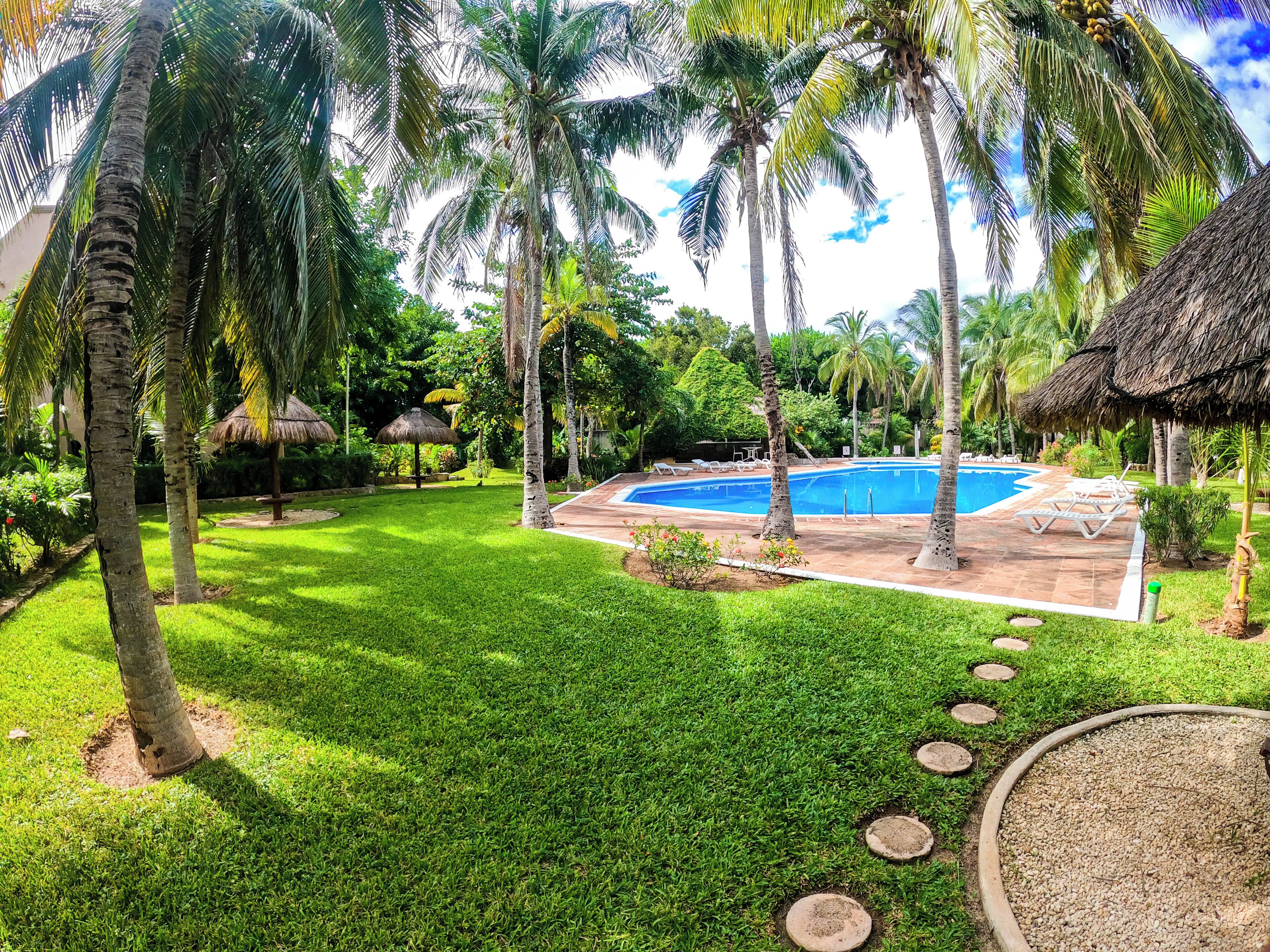 A pool surrounded by palm trees and a grassy lawn.
