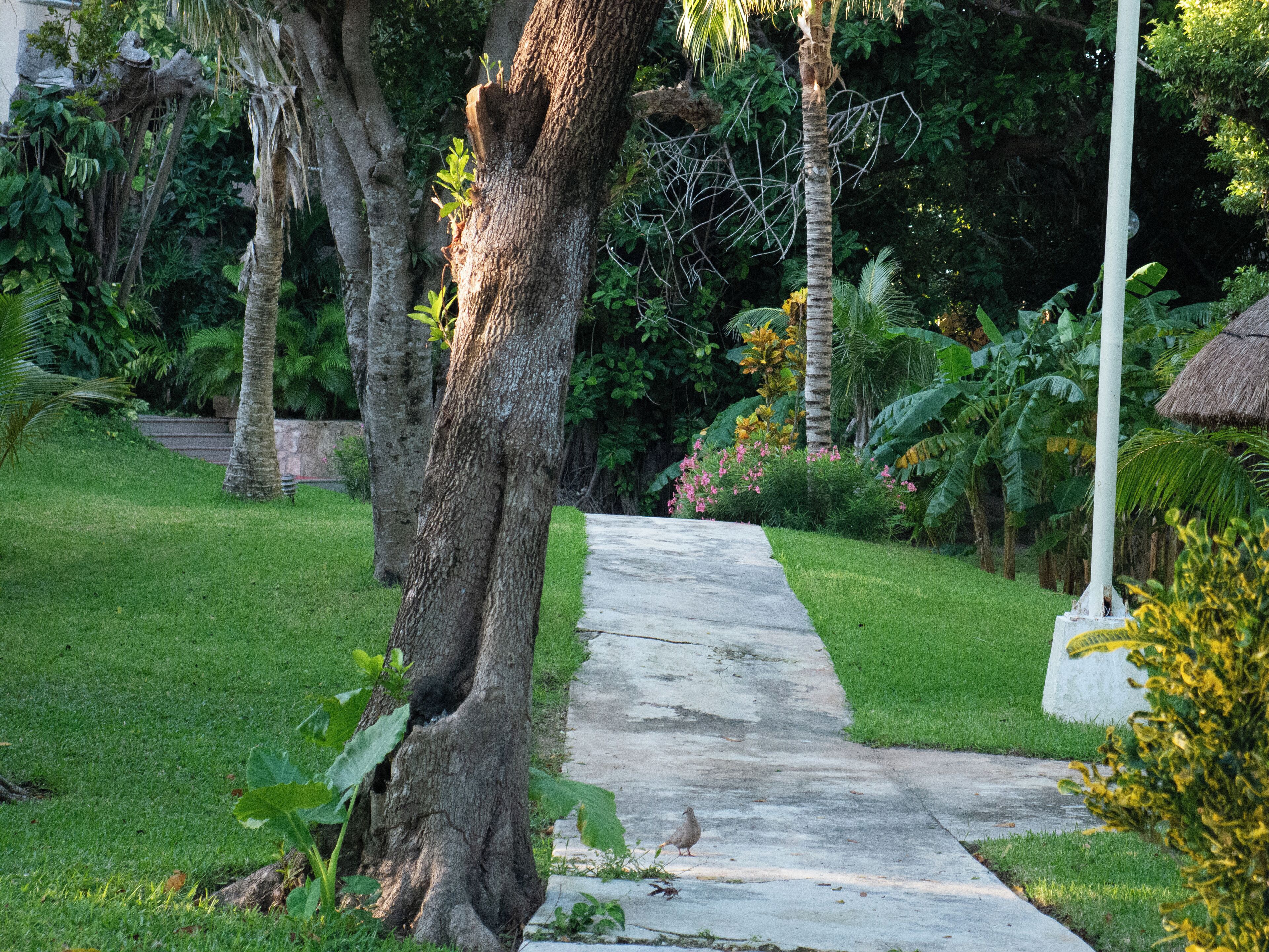 Un chemin en béton serpente à travers un jardin luxuriant, où l’on trouve une variété d’arbres et de plantes.