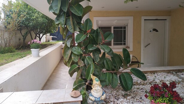 Um jardim com uma planta em vaso, um gnomo decorativo e uma porta branca.
