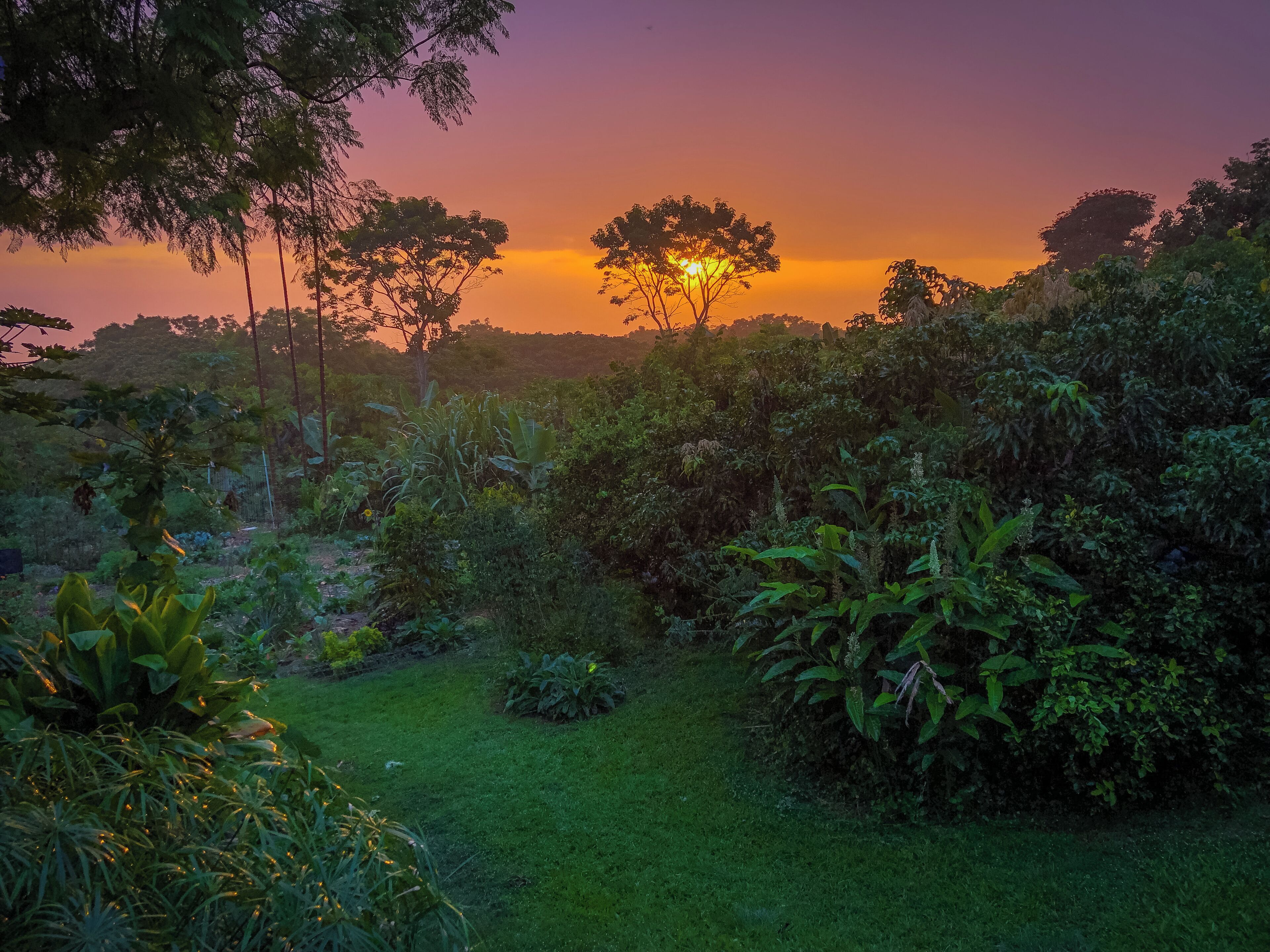 A sunset over a lush garden with dense foliage and a clear sky.