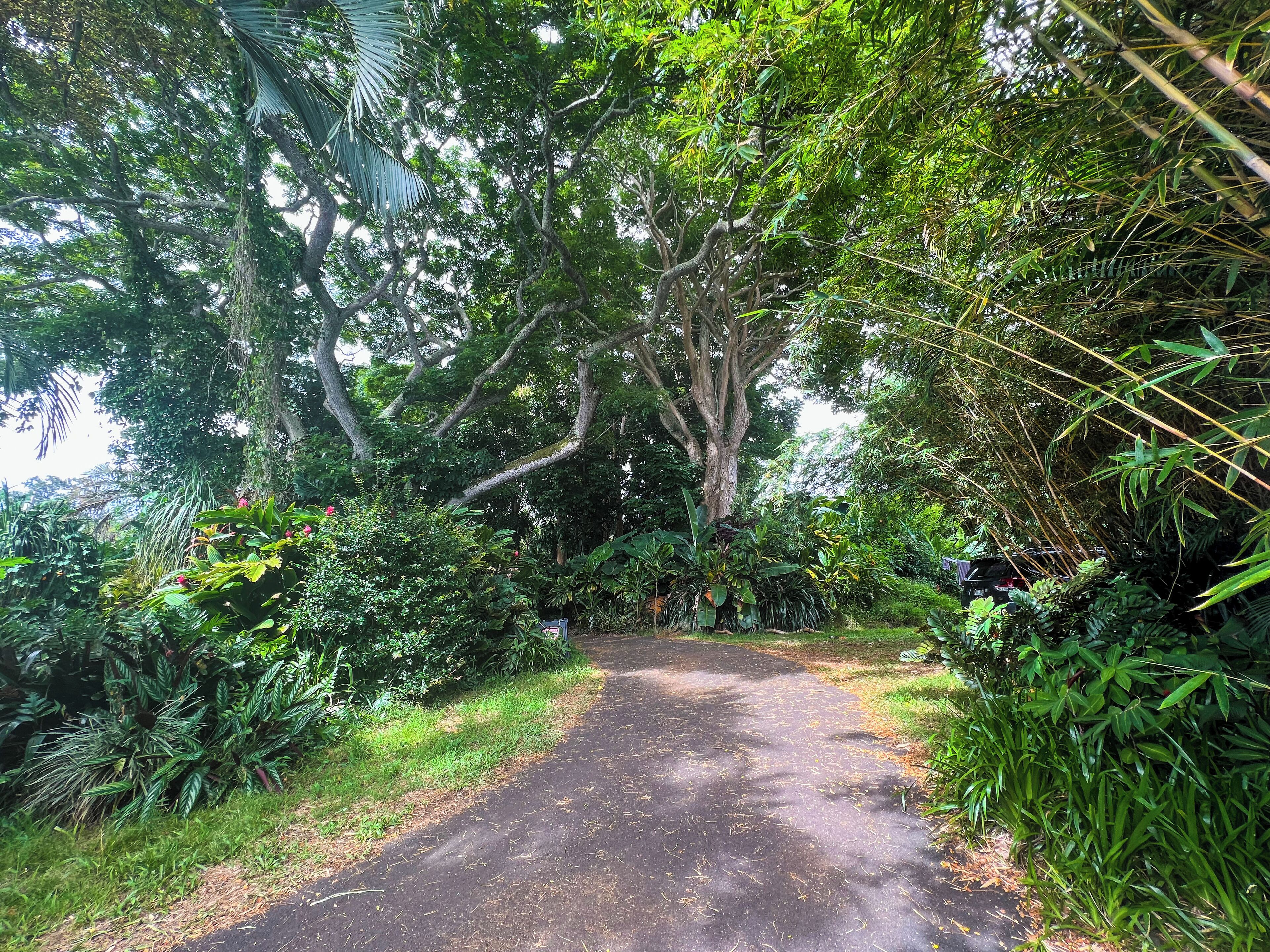 Un sendero pavimentado rodeado de abundante vegetación y árboles.
