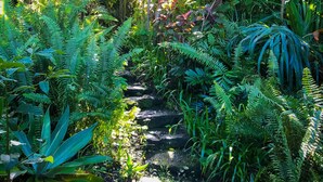 A stone pathway surrounded by lush green ferns and tropical plants. - Gingerhill Farm Retreat (Kealakekua)
