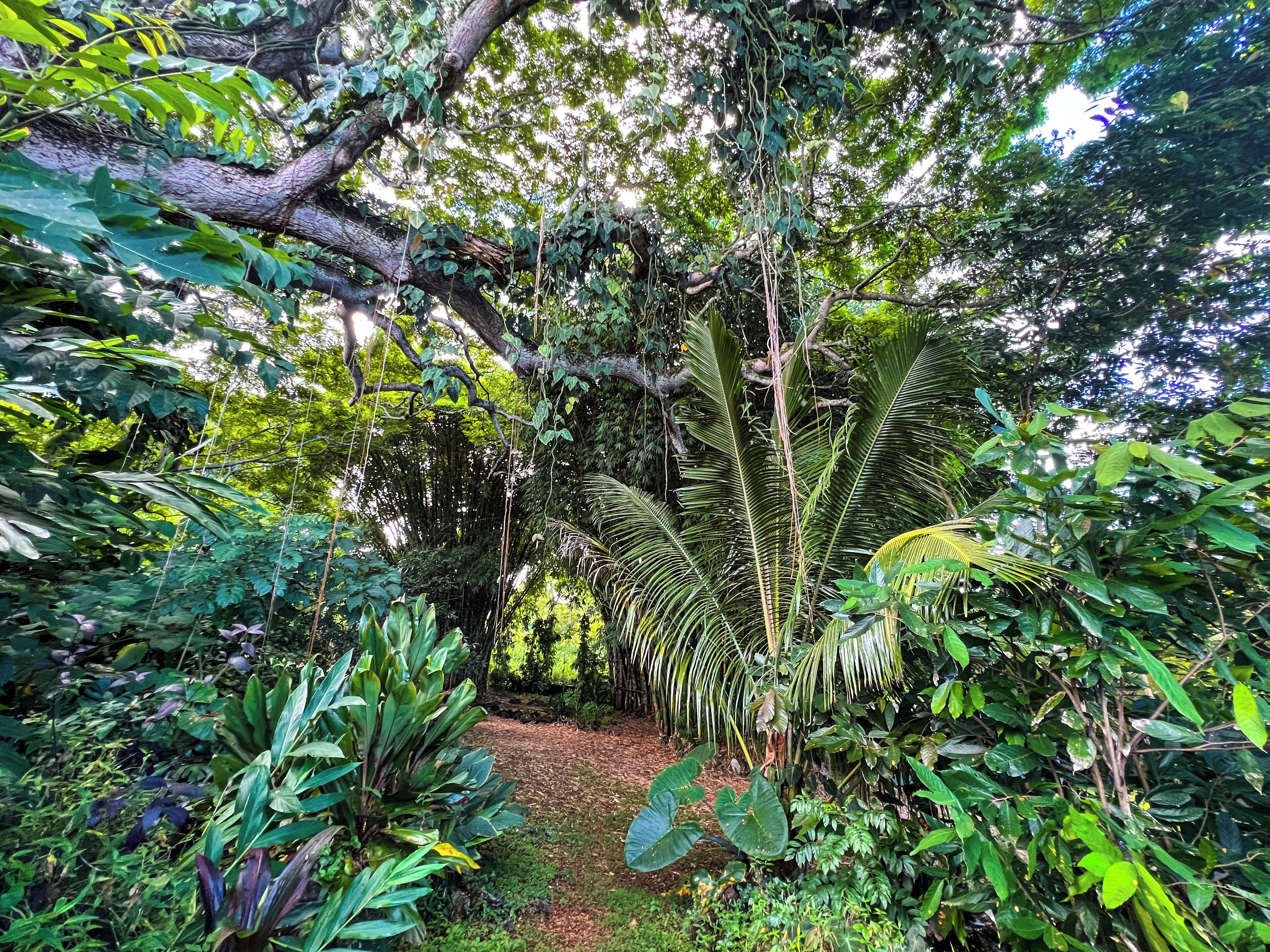 Um jardim exuberante com diversas plantas tropicais e uma palmeira central.