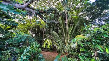 Um jardim exuberante com diversas plantas tropicais e uma palmeira central.