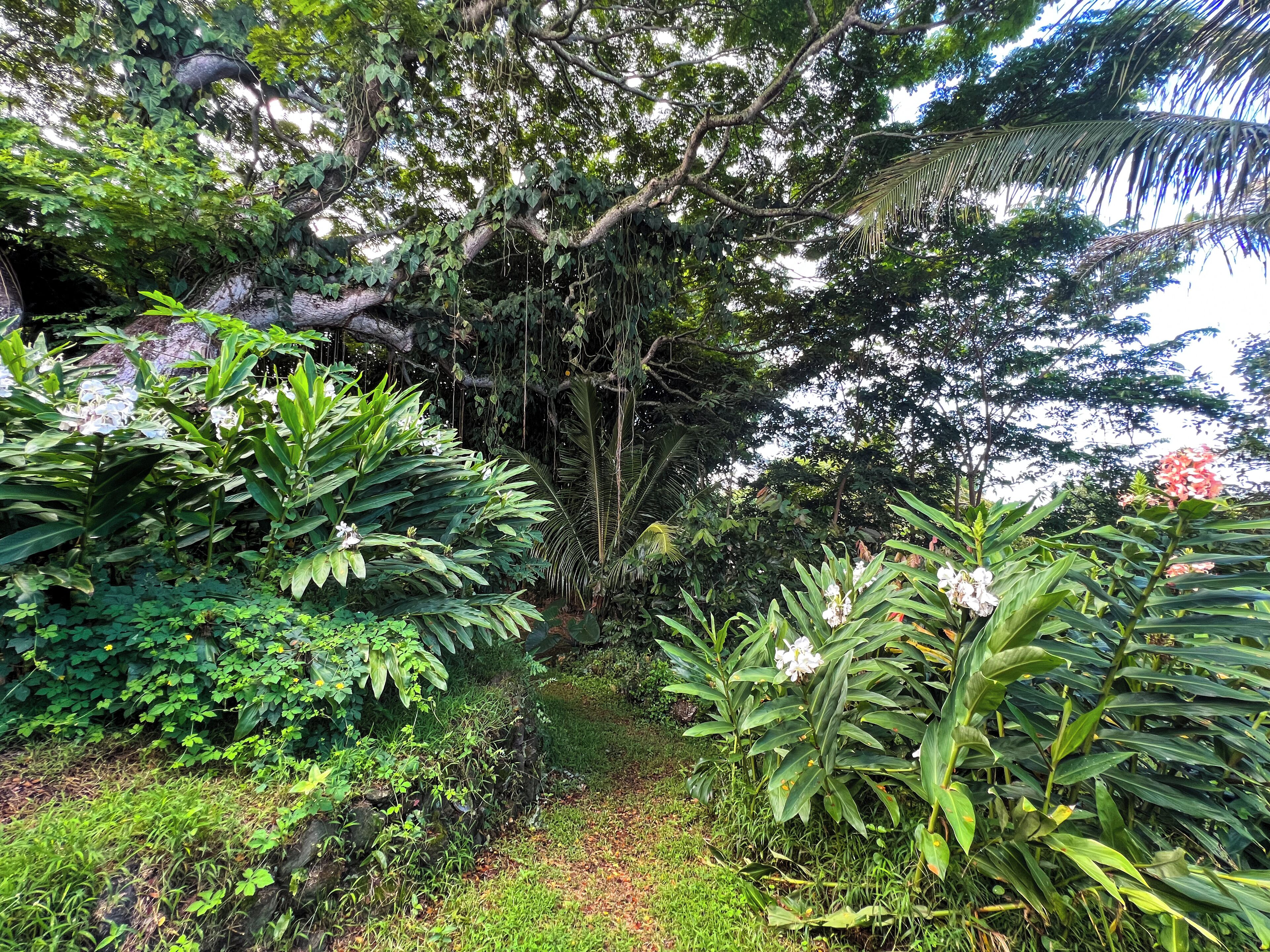 A lush garden with various plants and trees, a stone pathway, and a large tree with hanging vines.