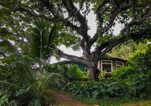 Un grand arbre, avec une maison dont une partie est cachée par le feuillage.