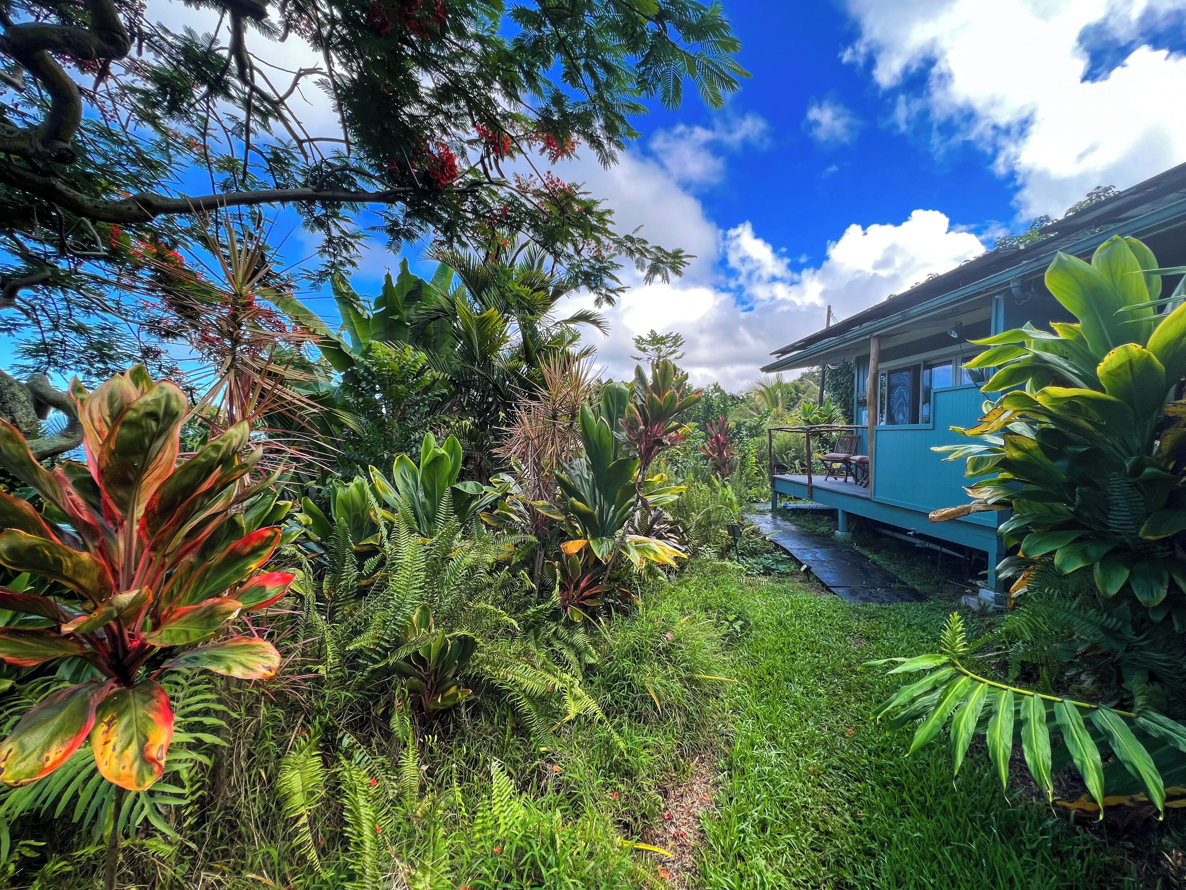 Un jardín exuberante con diversas plantas tropicales y una casa azul con porche.