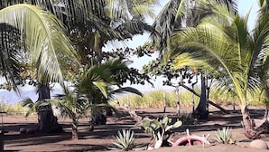 Un paysage désertique avec des palmiers et des cactus.