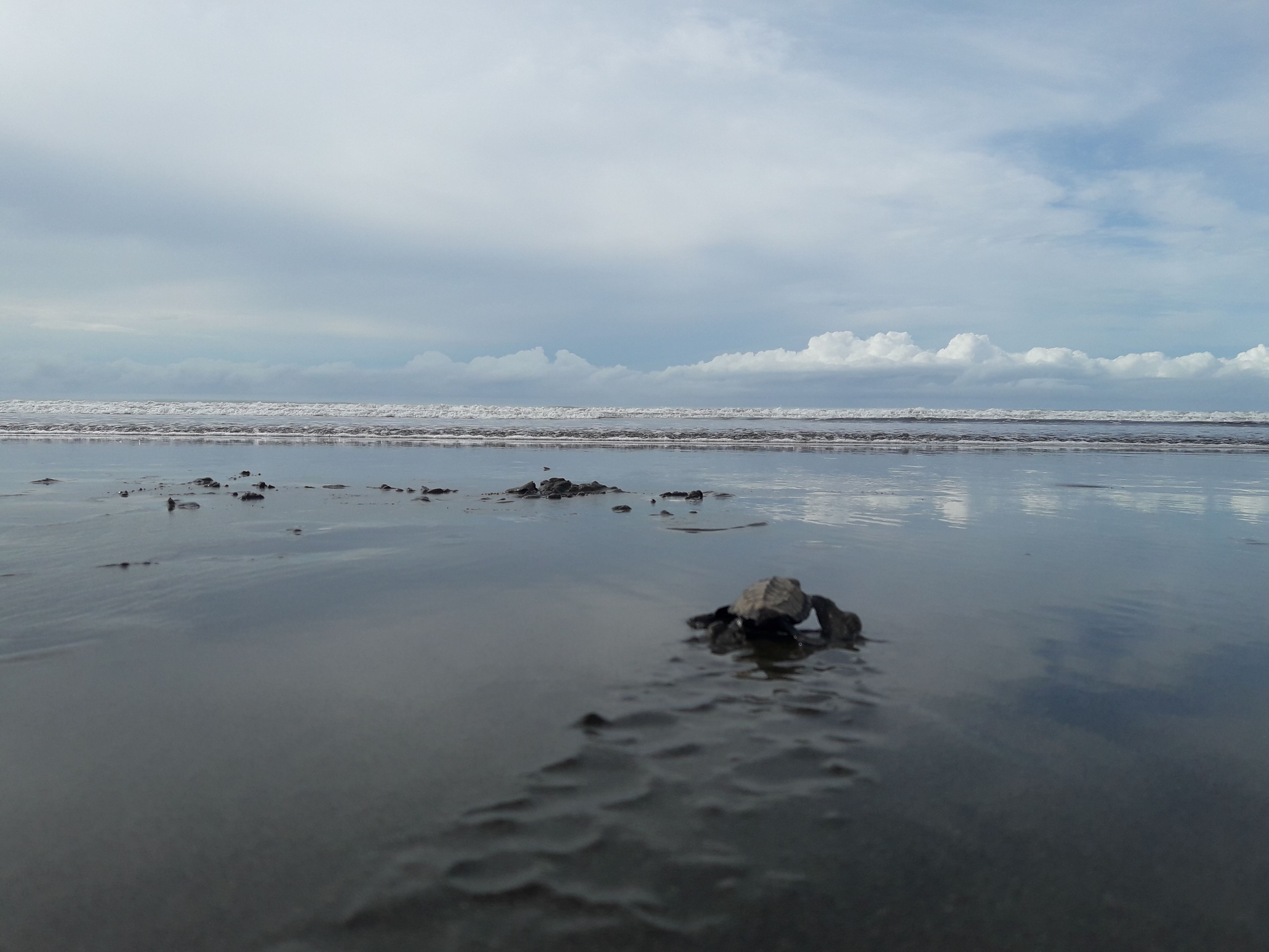 Una playa con aguas tranquilas y rocas dispersas.