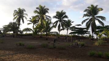 A sandy landscape with several palm trees and a wooden structure.