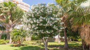 A well-maintained garden with a variety of trees, including a prominent flowering tree in the center. - MalagaSuite Wonderful Sunset Torremolinos (Torremolinos)