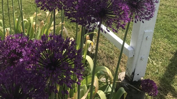 Un jardin avec des fleurs violettes et une structure en bois blanche.
